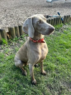 Penelope Chilvers Dog Collar