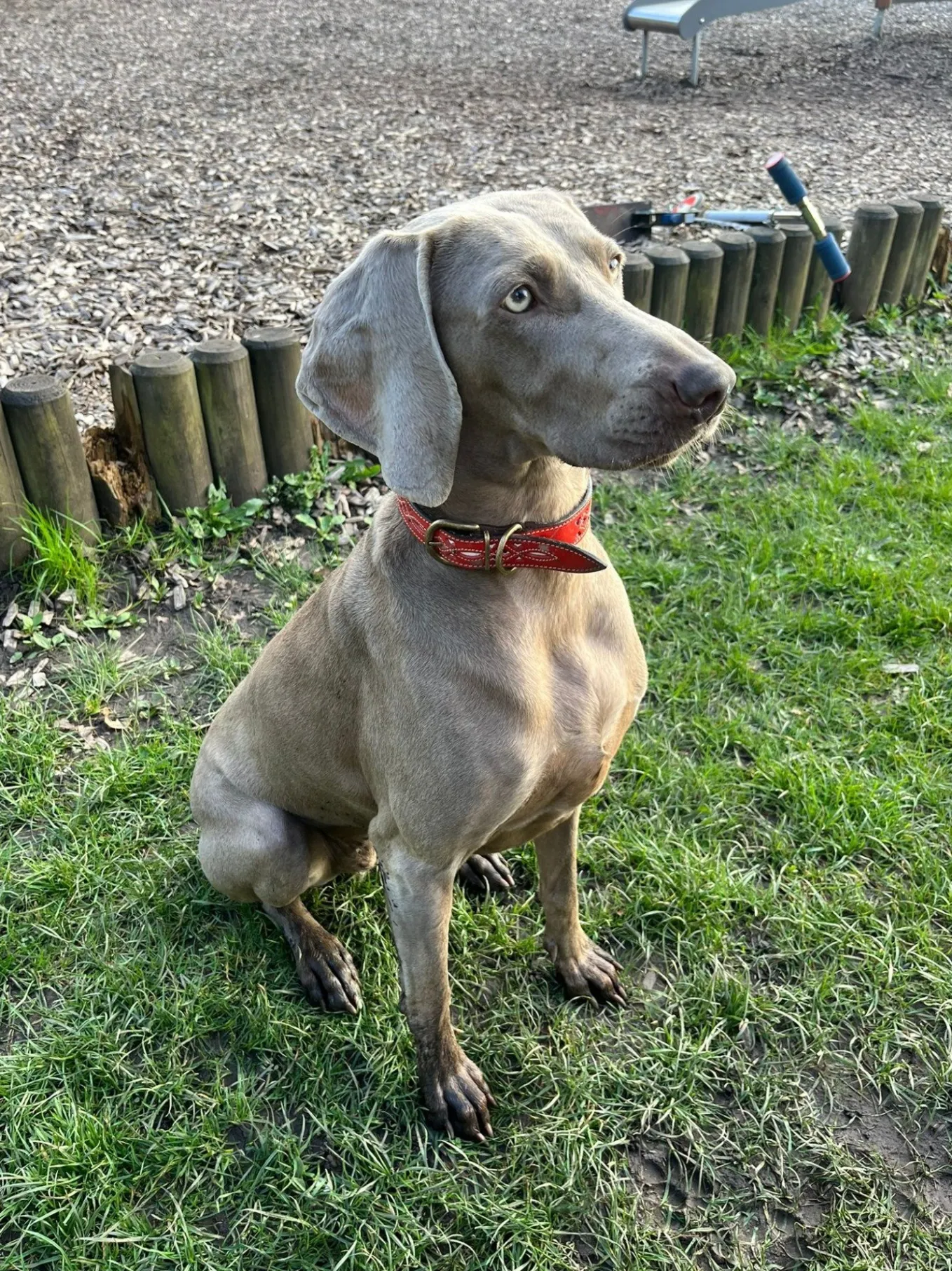 Penelope Chilvers Dog Collar