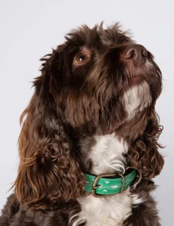 Penelope Chilvers Dog Collar
