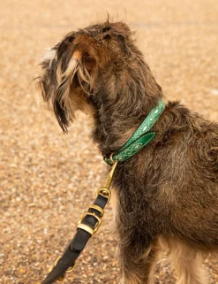 Penelope Chilvers Dog Collar