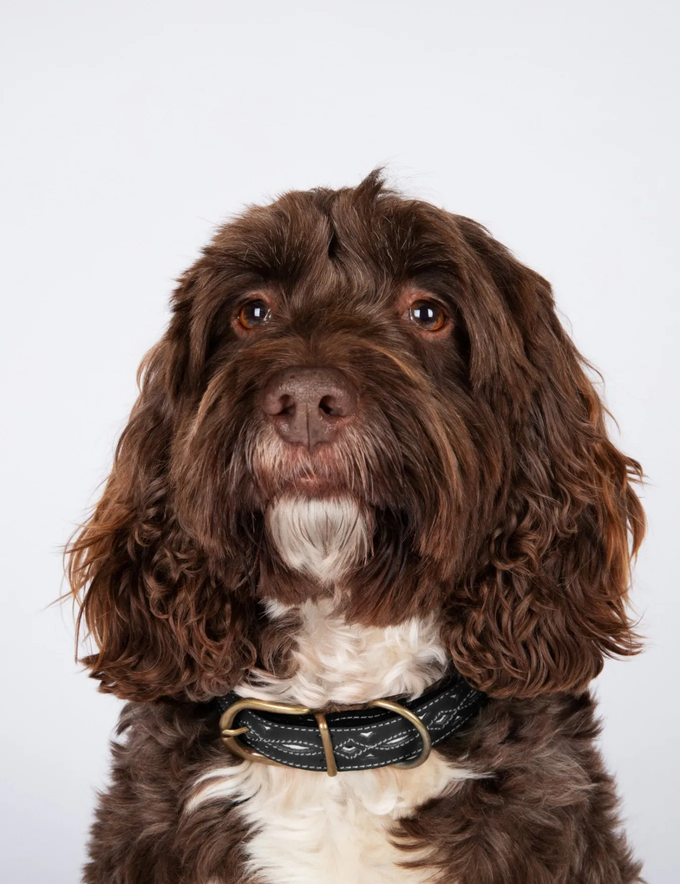 Penelope Chilvers Dog Collar